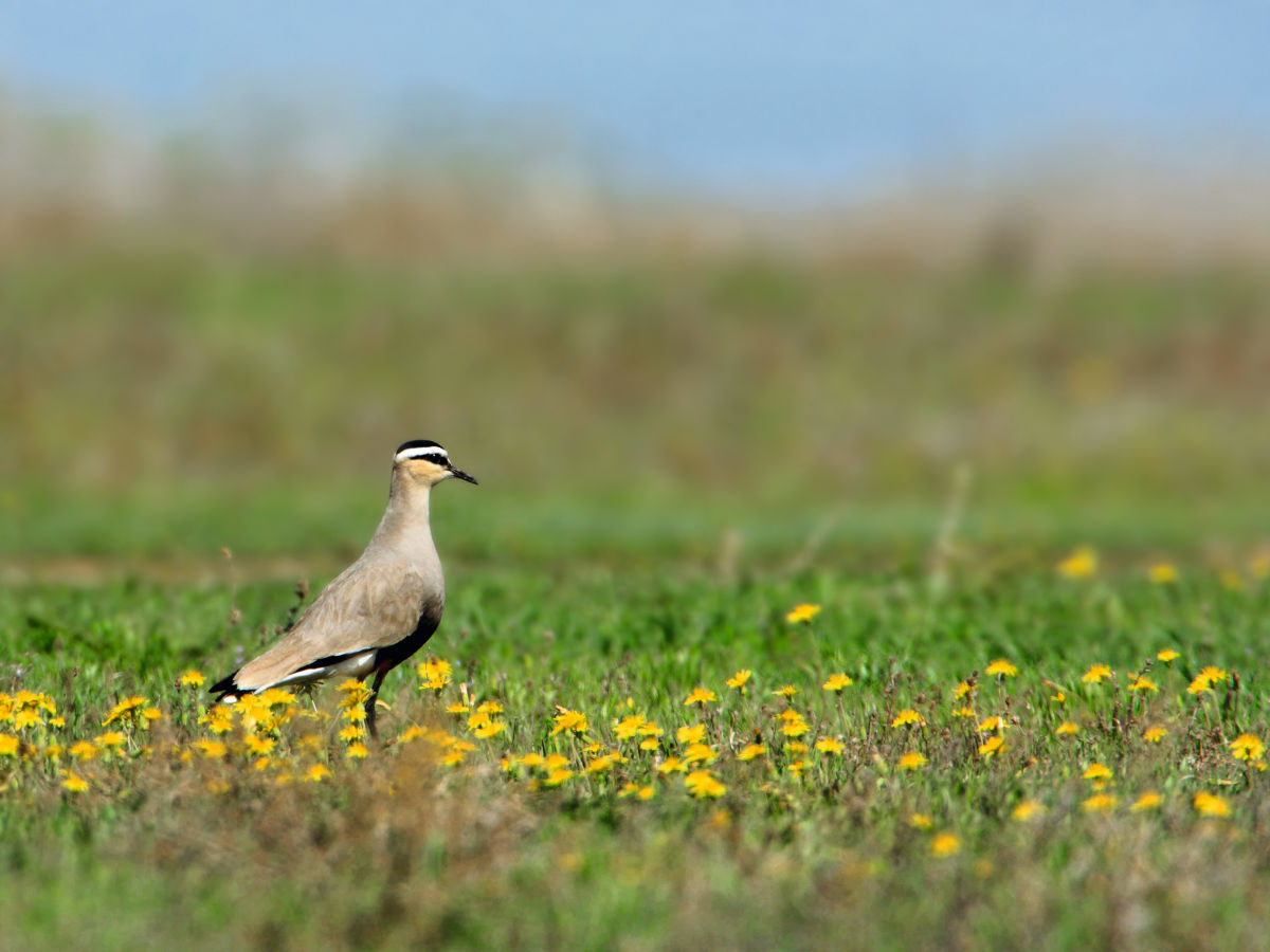 SWAROVSKI OPTIK (SwarovskiOptik) / Twitter