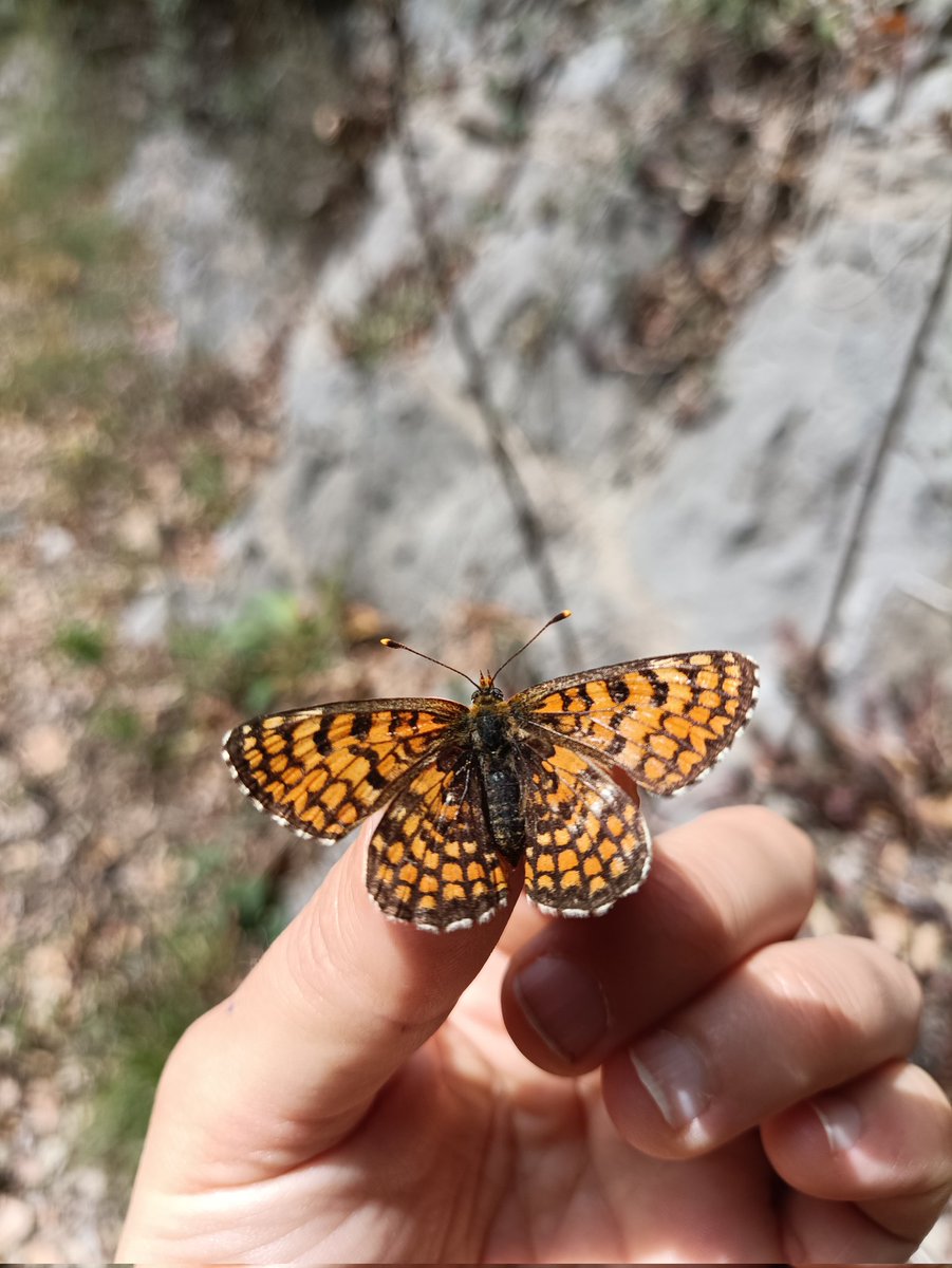 Orius_ento's tweet photo. El 20 de març és varen observar les primeres erugues de damer dels conillets #melitaeadeione alimentant-se a varies plantes de conillets #antirrhinummajus al transecte de la Vall del Bac del @catalanbms. Un mes després, al 23 d'abril han aparegut els primers adults
#altagarrotxa https://t.co/MUXkFcj4Cm