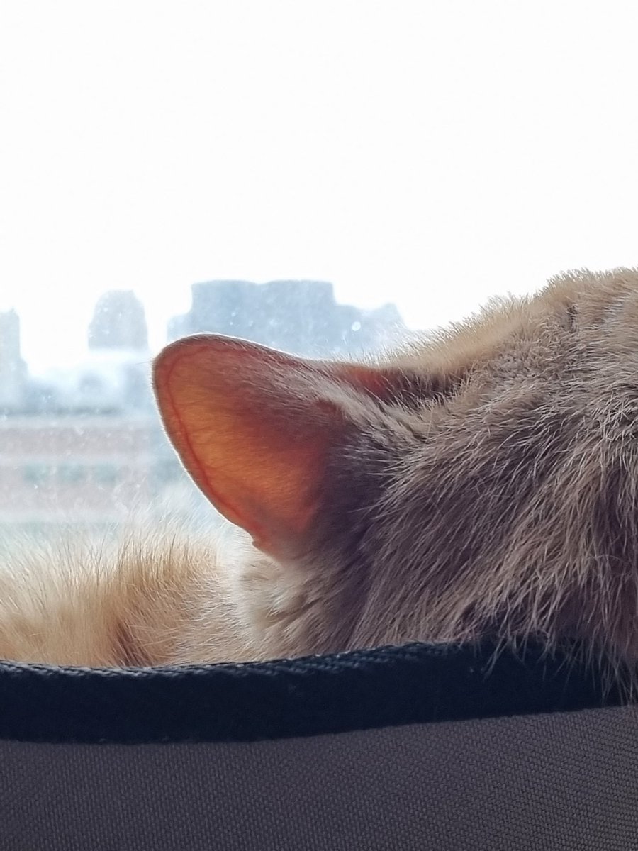 가장자리 따라 선 그어놓은 거 같아서 귀 핏줄마저 귀엽다면.....
   ㄴ치료가 필요할 정도로 심각한 율무 중독입니다