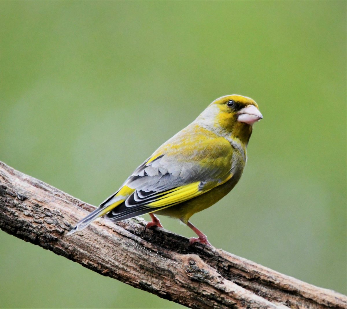 Groenling ~ Greenfinch 
#BirdsSeenIn2023 #nietzondernatuur