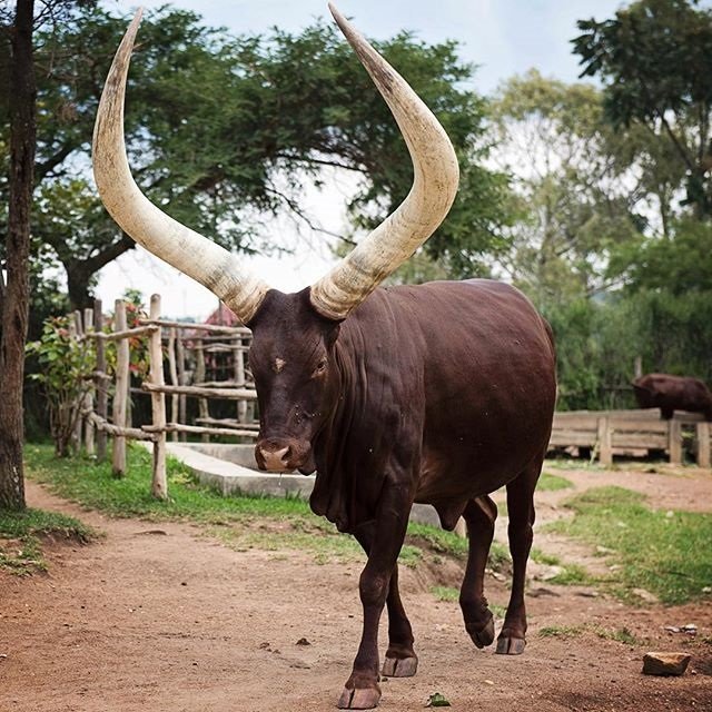 K Hills Studio has been developing a design concept for Smart bus stop shelters.  To improve the public transport experience for passengers and contribute to creating smarter and greener cities.
<a href="/GreenBuildingRw/">Rwanda Green Building Organization</a> <a href="/CityofKigali/">City of Kigali</a> <a href="/RwandaInfra/">Ministry of Infrastructure | Rwanda</a> <a href="/PudenceR/">Pudence RUBINGISA</a> <a href="/merardmp/">Dr Merard Mp</a> <a href="/Dr_ENsabimana/">Ernest NSABIMANA (PhD; Engineer.)</a>