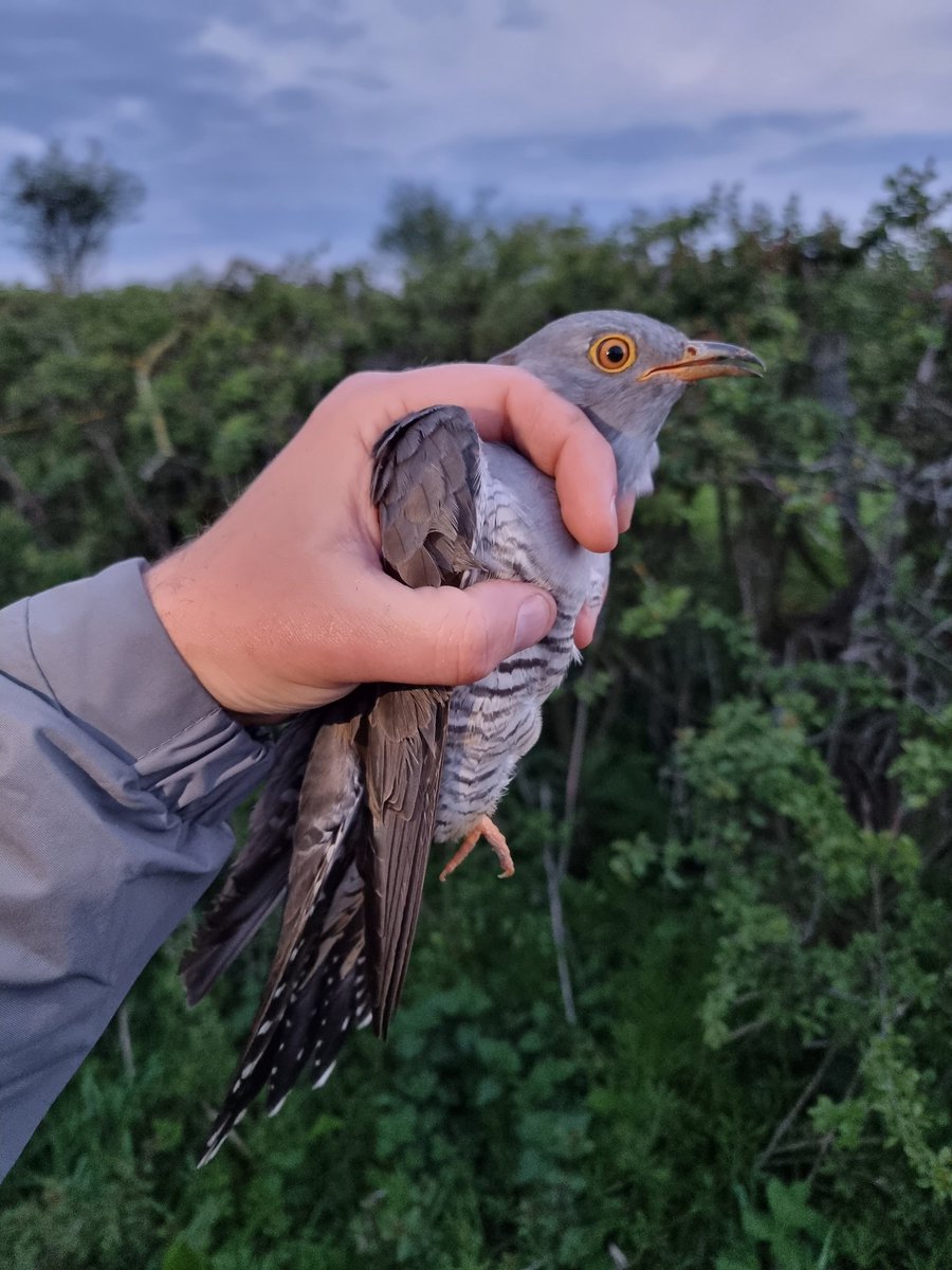 Kane Brides tweet media