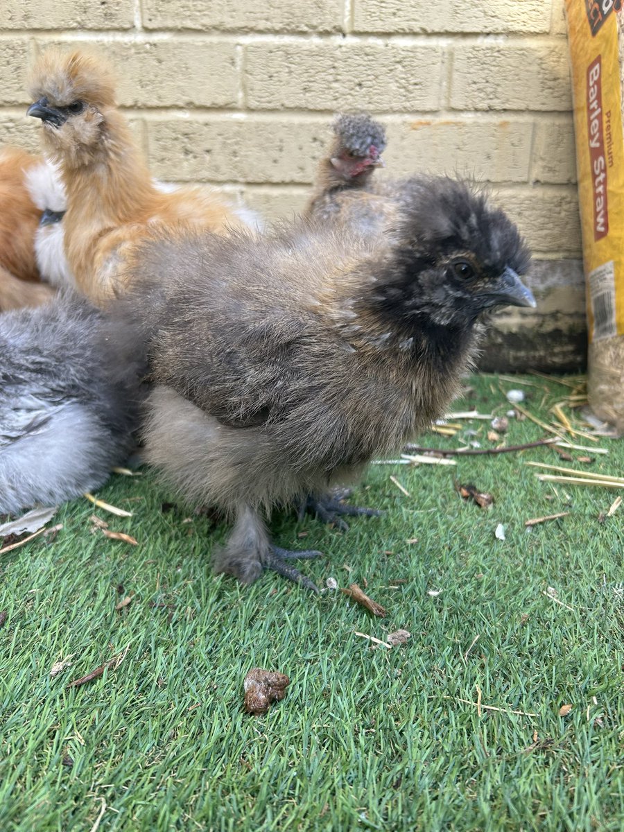 MPSChicks's tweet photo. Good morning! #happychicks #backyardchickens https://t.co/cUKC0wW6Rz