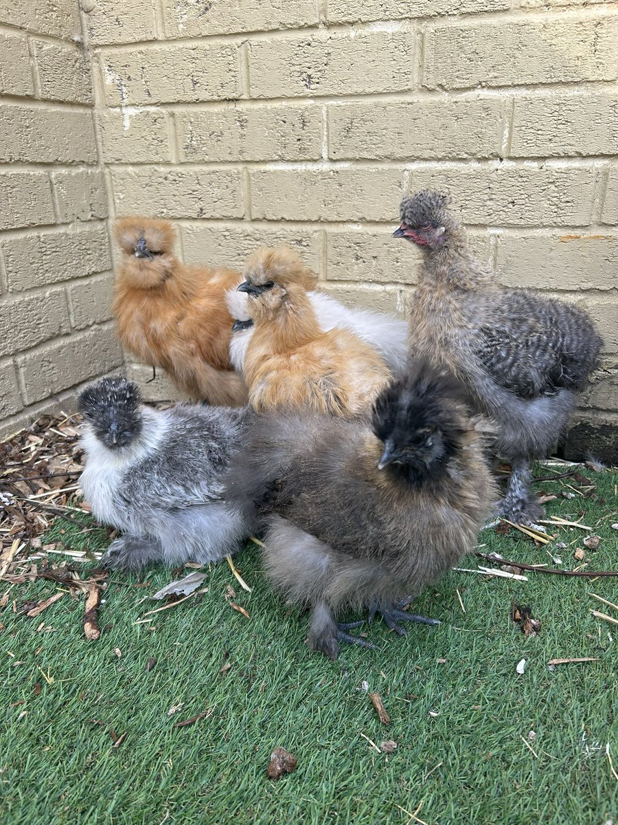 MPSChicks's tweet photo. Good morning! #happychicks #backyardchickens https://t.co/cUKC0wW6Rz