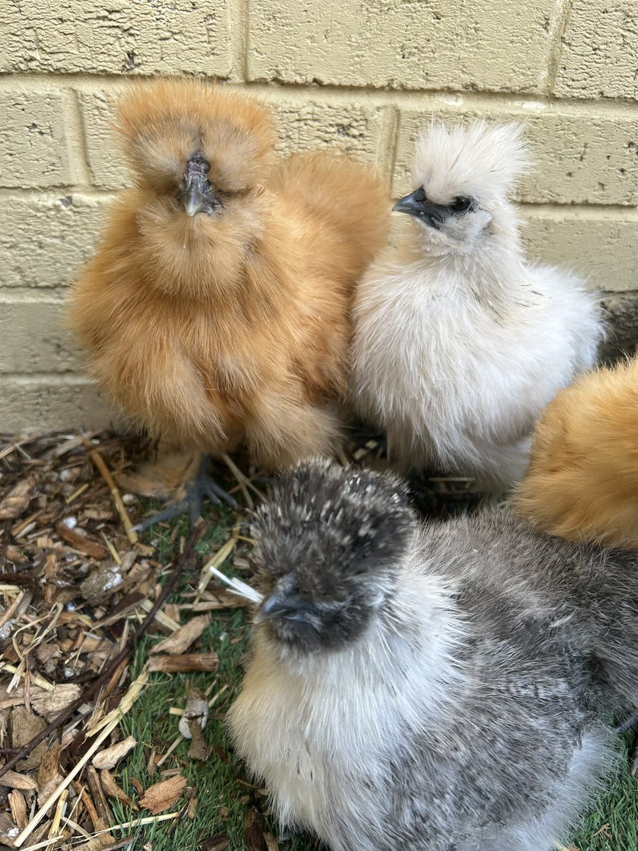MPSChicks's tweet photo. Good morning! #happychicks #backyardchickens https://t.co/cUKC0wW6Rz