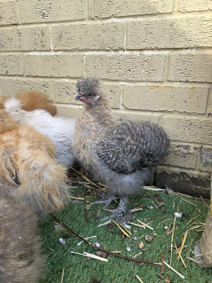 MPSChicks's tweet photo. Good morning! #happychicks #backyardchickens https://t.co/cUKC0wW6Rz