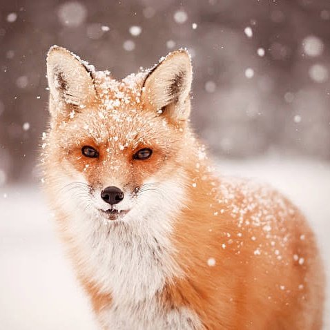 factnaruto's tweet photo. If y'all feeling mentally down, here is a cute thread of Naruto looking like a fox for free therapy💚🦊 https://t.co/Bn5a4NqmYK