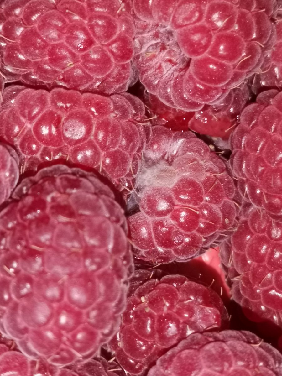 foxie68's tweet photo. @asda was looking forward to raspberries for breakfast this morning.  Bit of a treat as like everything else prices are up.  Sadly though all ready mouldy despite having today's date &amp; being stored in the fridge. 😥 https://t.co/UIIrn5CZkB