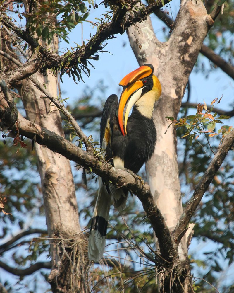 HabitatsTrust's tweet photo. ... what are your weekend plans?🧐
The magnificent #GreatPiedHornbill, one of 9 hornbill species in India, was spotted by the THT team at #ManasNationalPark. With a 5-ft wingspan, this bird is hard to miss - and its call unmistakable.
📷 @a_jamalabad
#PiedHornbill #BirdsofAssam https://t.co/DjZ1YLaH3L