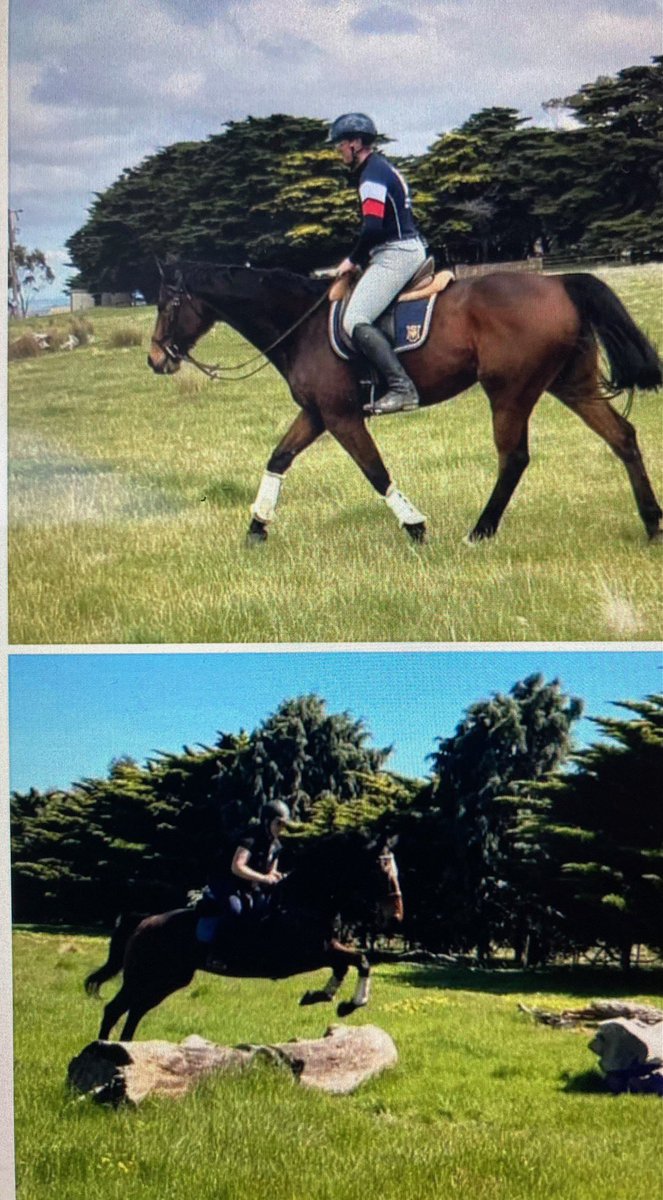 beyondracingtb's tweet photo. FREE TO GOOD HOME

Serge is a 14yo, 16.2 hh OTT gelding. Retrainer Lou Abey sold him last year but his new owner found they are not suited. Whilst with Lou, Serge was in full work, straightforward &amp; settled. More details / contact details on Abey Performance Horses Facebook page. https://t.co/OZffk7fD7z