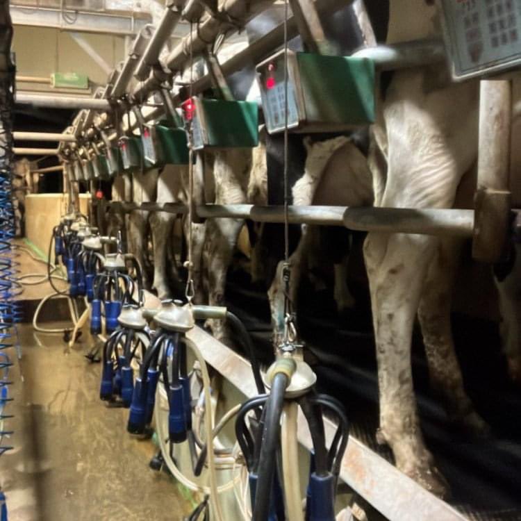 It's milking time! 🥛🐄 We have 108 Holstein cows at our farm,who provide dairy fresh milk for you to enjoy. We are proud to provide our girls milk from cow to vending machine in 6 hours! Now that's #dairyfresh! 🙌 #backbritishfarming #moo2yoo #wiltshire #proudtoproduce #milk