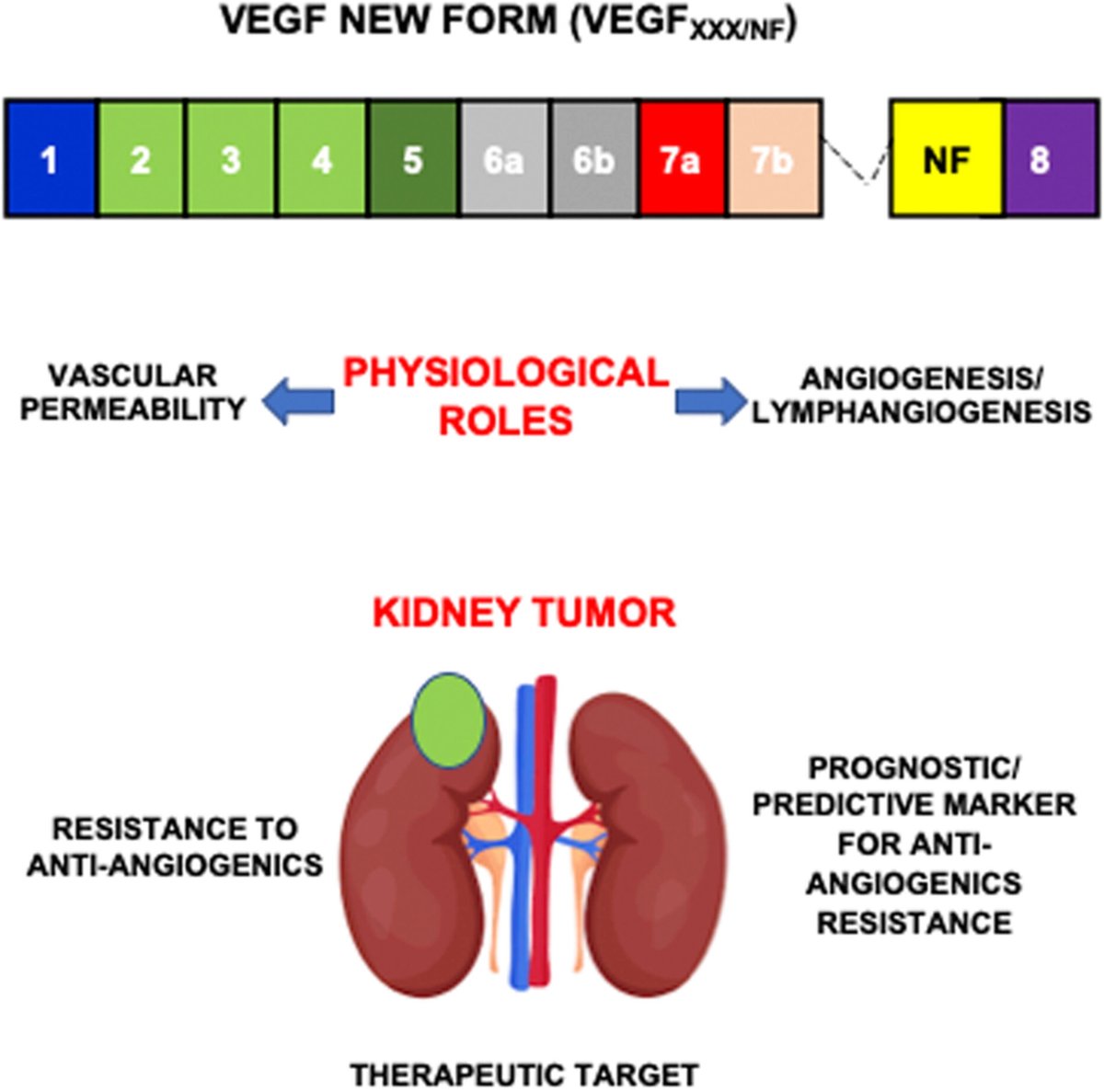 MolOncology's tweet photo. ⚠️A group of novel VEGF splice variants as alternative therapeutic targets in renal cell carcinoma

➡️https://t.co/uUpBQzMziq

#RenalCellCarcinoma #AntiAngiogenic 
#UroOnc #VEGF #Splicing
@hopitalMonaco https://t.co/cOLFFWQoRa
