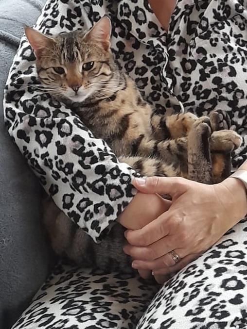 cutecatslost's tweet photo. Lost: Rory is 11 months old. Last seen 5 am on 24t... | SY11 4EX  | https://t.co/7Q1ix3dGko #lostcats #ccl https://t.co/BFiTS3k6Dt