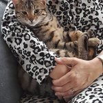 Photo by Cute Cats Lost - UK (@cutecatslost)