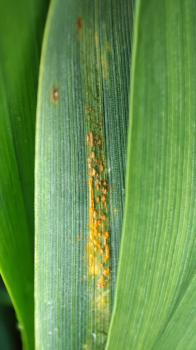 Stéphane CORDEAU tweet media