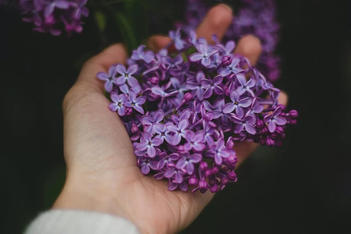 Whether used in cooking or for its soothing properties, lavender adds a delicate floral flavor and a calming scent to any dish or setting. Embrace the beauty and benefits of this lovely herb. #lavender #lovage