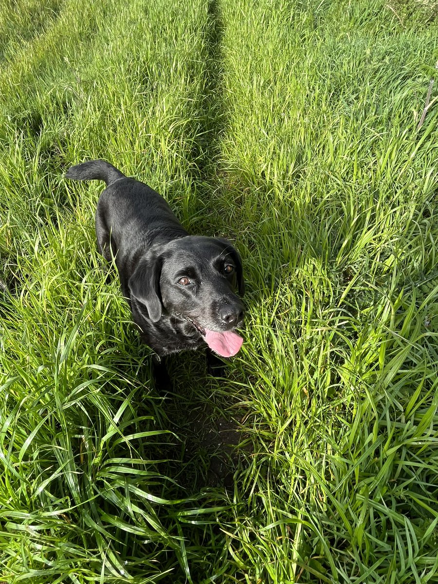 kay_tcuk's tweet photo. @jabaldwin03 @MrAndrewCotter Same here… short walks only now for nearly 10 year old Lola https://t.co/qB3nqtl60v