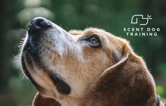 BathingNature's tweet image. Our Introduction to Scentwork course is a fabulous way to start your scentwork journey.  This fascinating hobby is accessible and inexpensive, all you need to get started are two glass jars, several socks, a jar of clove buds, and some boxes! 

naturebathing.co.uk/directory/gene…