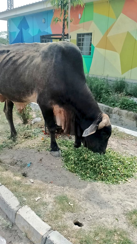 TheViditsharma's tweet photo. It's heartbreaking to see abandoned cows struggling to find food and water. We can make a difference by feeding them. Lets show them the compassion they deserve. #animalrescue #cowscare 
#AnimalWelfare

https://t.co/ifqxOQikn3 https://t.co/jRtKZpHWvm