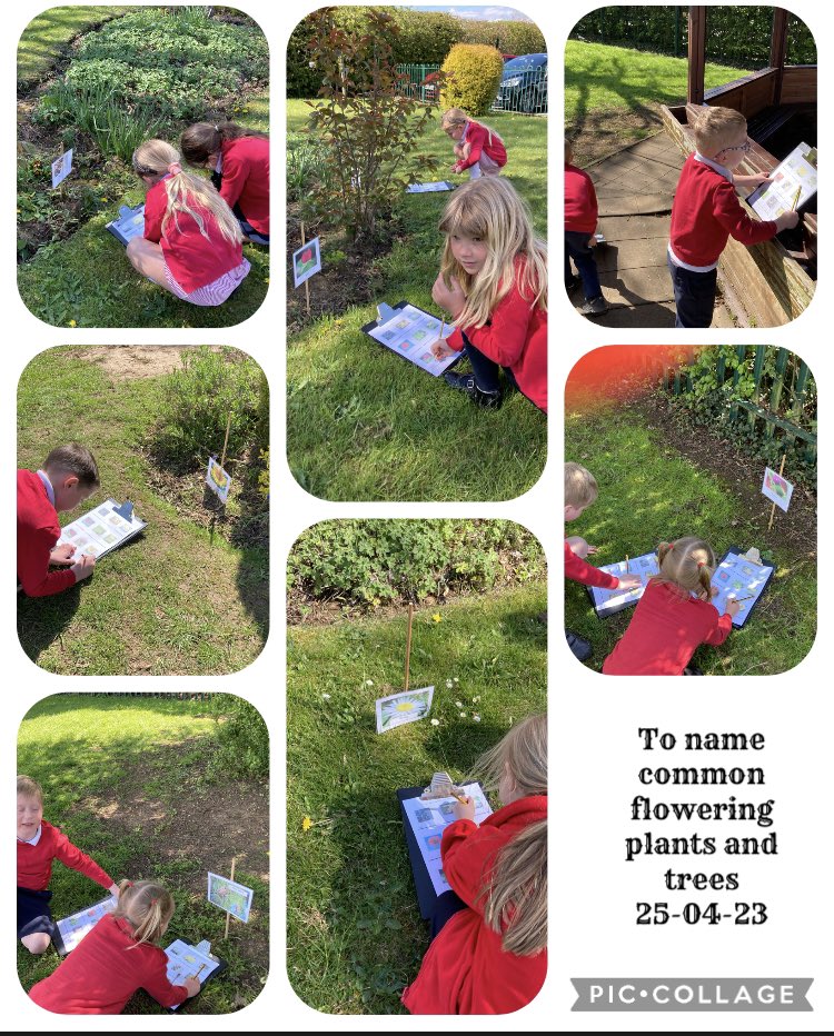 AnParkInfants's tweet image. Yesterday we had an enjoyable science lesson identifying common flowering plants and trees in the sunshine! #apiyear1 #apiscience #enjoyingtheoutdoors