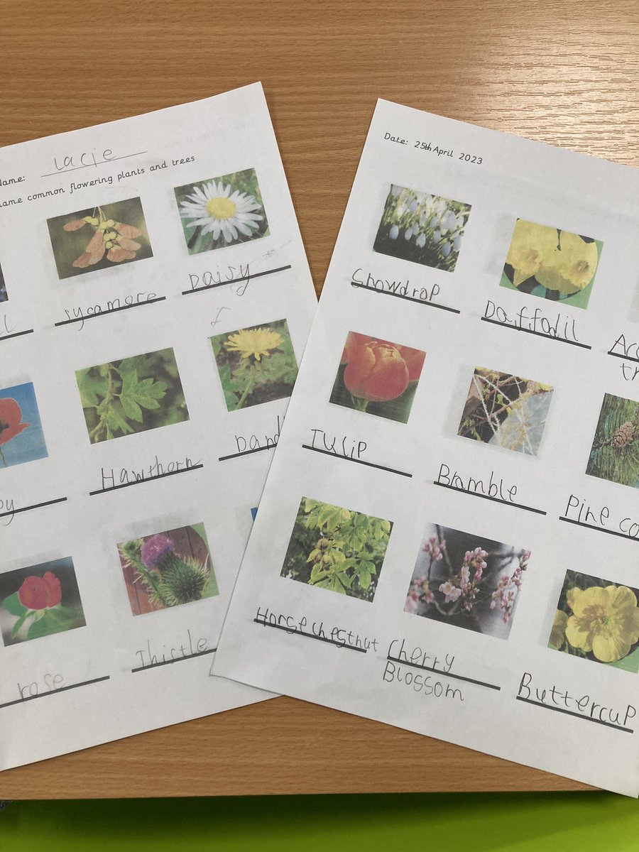 AnParkInfants's tweet image. Yesterday we had an enjoyable science lesson identifying common flowering plants and trees in the sunshine! #apiyear1 #apiscience #enjoyingtheoutdoors