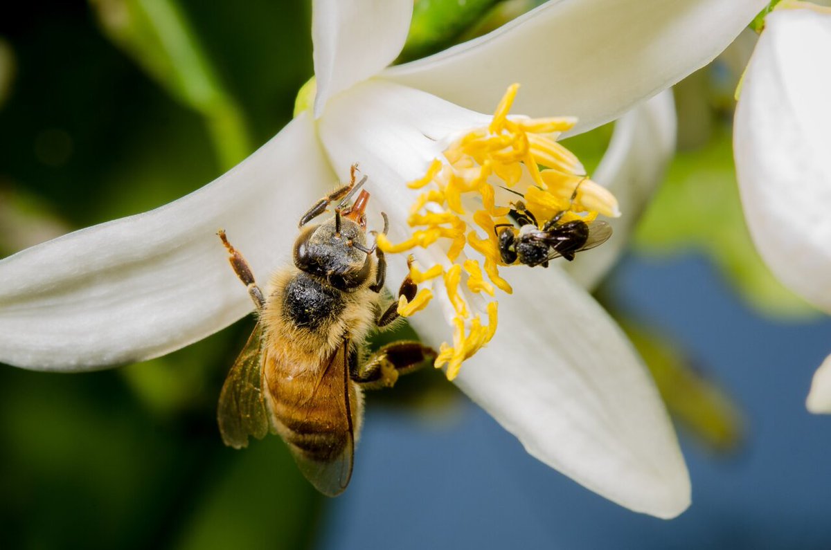 factaboutbees's tweet photo. All About Types of #Bee Species, Families and Their Name https://t.co/czNgJw4Diz #bees https://t.co/wT9adRGhan