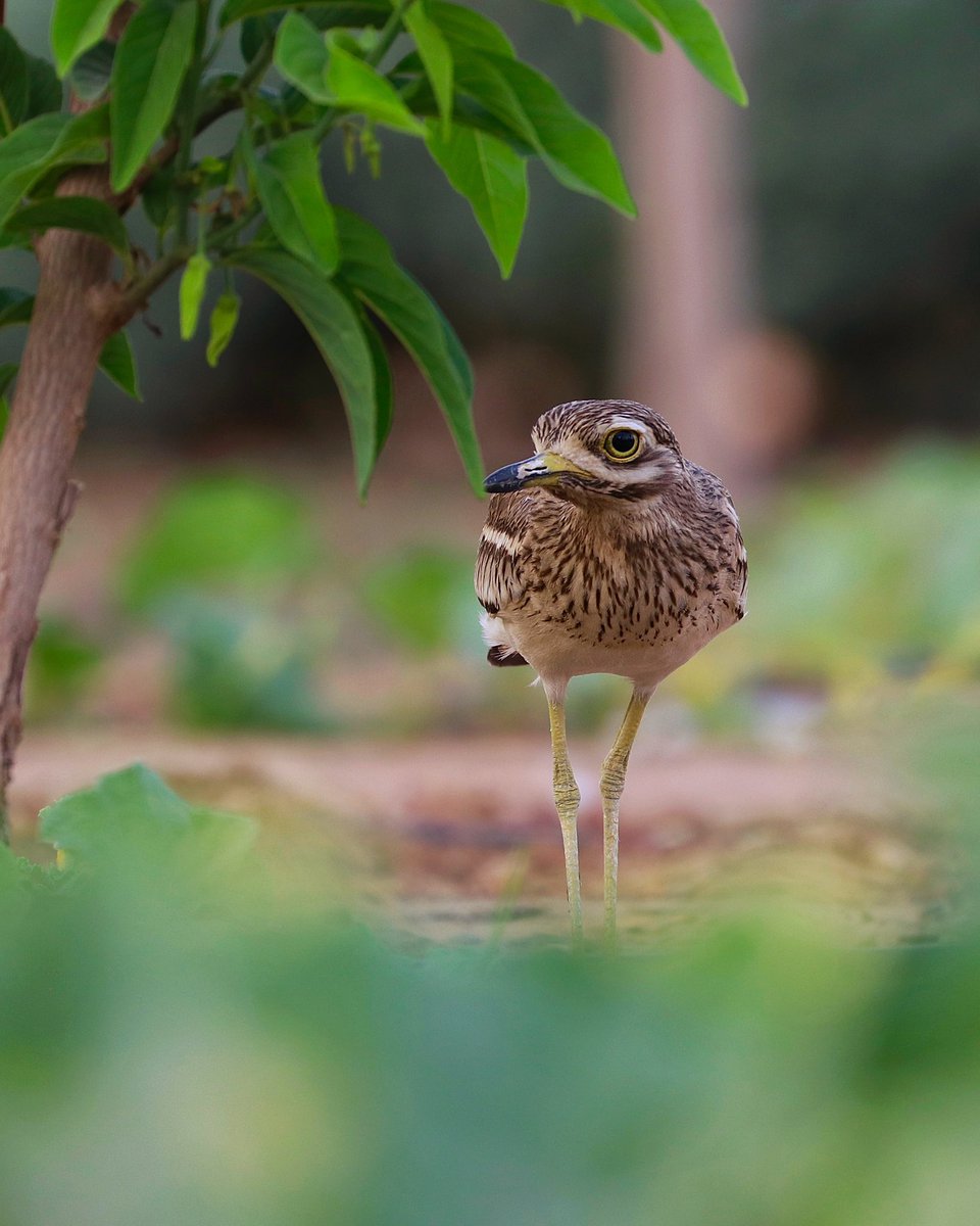 Jayvardhan1111's tweet photo. Indian Thick Knee (also called as stone curlew).

#IndiAves
#bird #birdphotography 
#wildlifephotography https://t.co/kWcatEdMIF