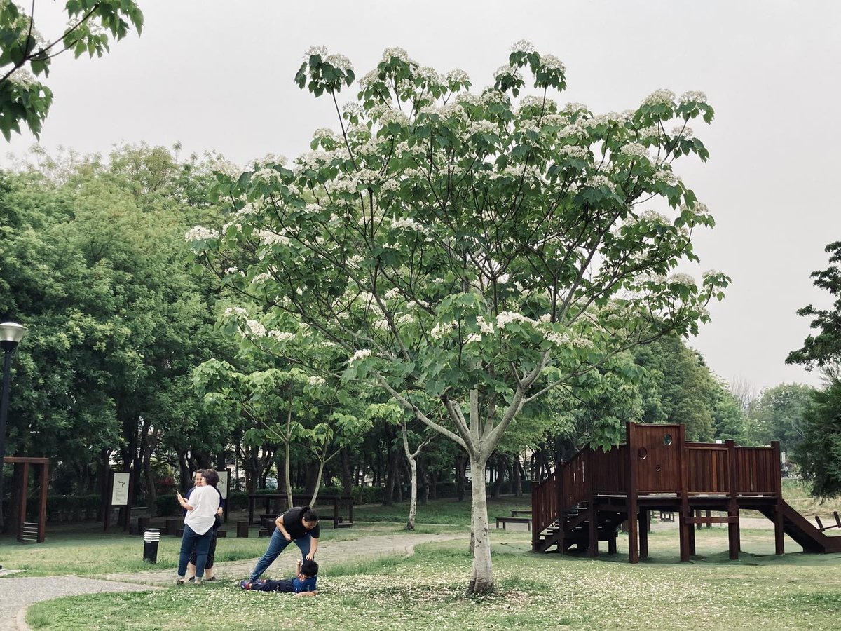 taichungtravels's tweet photo. 白い #桐花 びらがひらひら舞い落ち、大地をロマンチックに覆います。
The white petals of #Tungblossom are falling, covering the land in a carpet of romantic white!
#BungaTung #hoatùng #오동나무꽃 #ดอกตุง https://t.co/BiAW5OqfLE