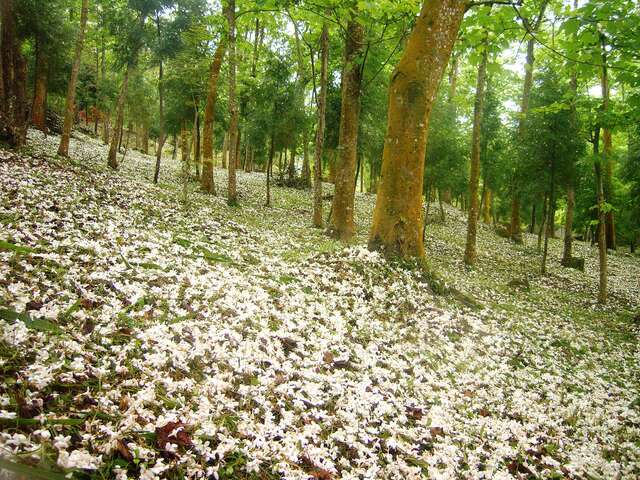 taichungtravels's tweet photo. 白い #桐花 びらがひらひら舞い落ち、大地をロマンチックに覆います。
The white petals of #Tungblossom are falling, covering the land in a carpet of romantic white!
#BungaTung #hoatùng #오동나무꽃 #ดอกตุง https://t.co/BiAW5OqfLE