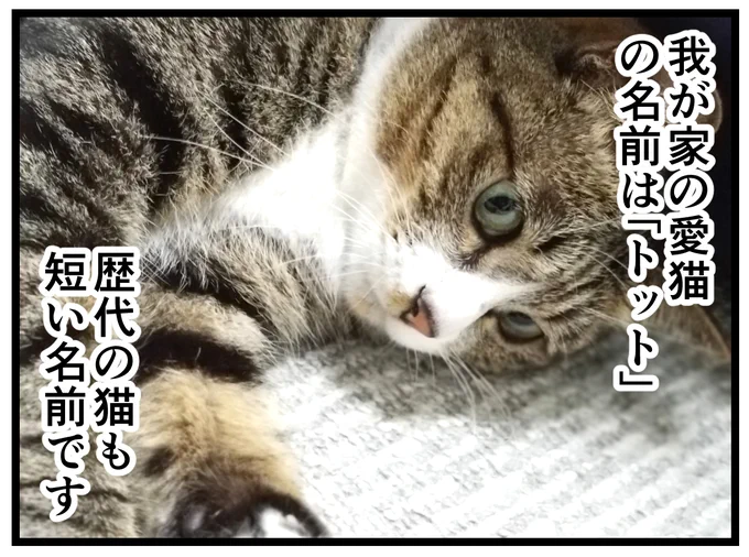 ペットの名前、原型とどめない説
#猫漫画 
