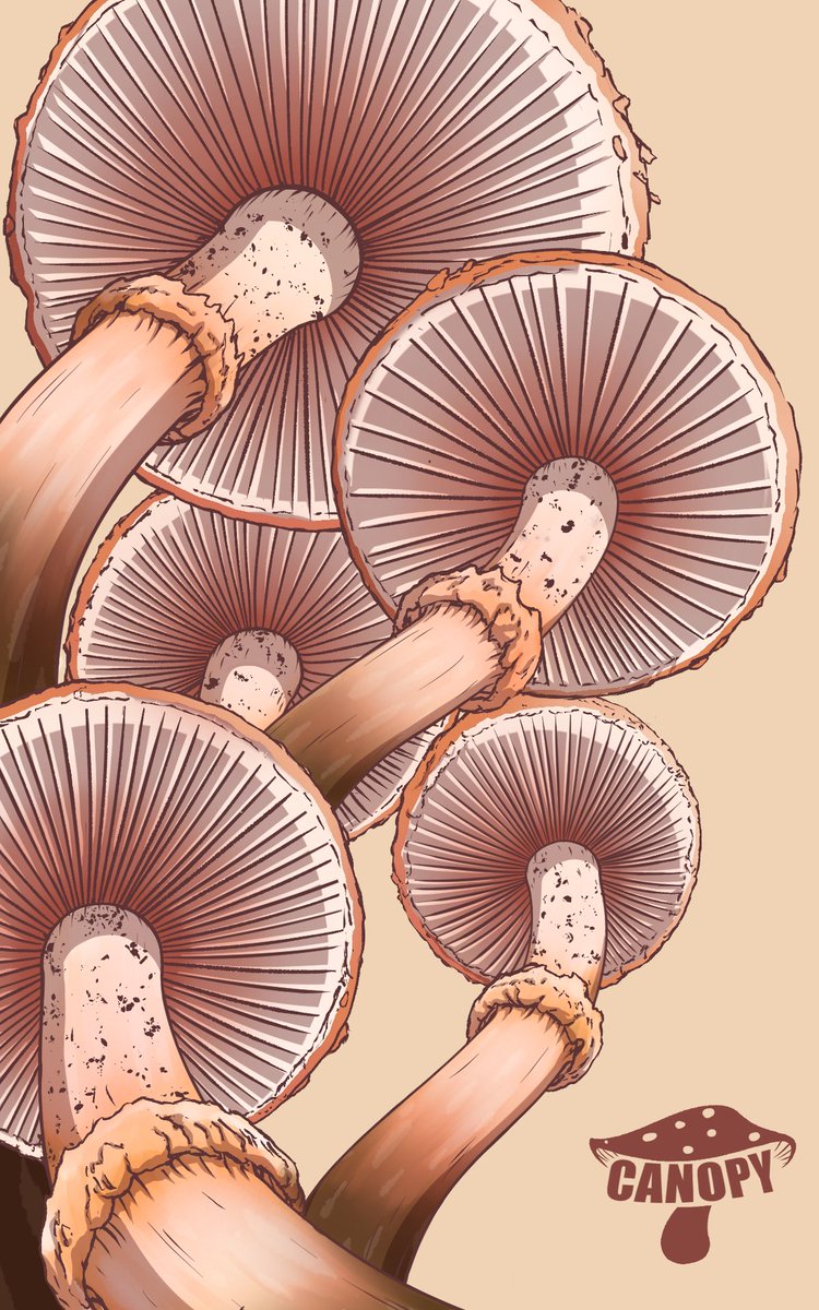 Made a Mushy Poster #Mushroomart #mushrooms