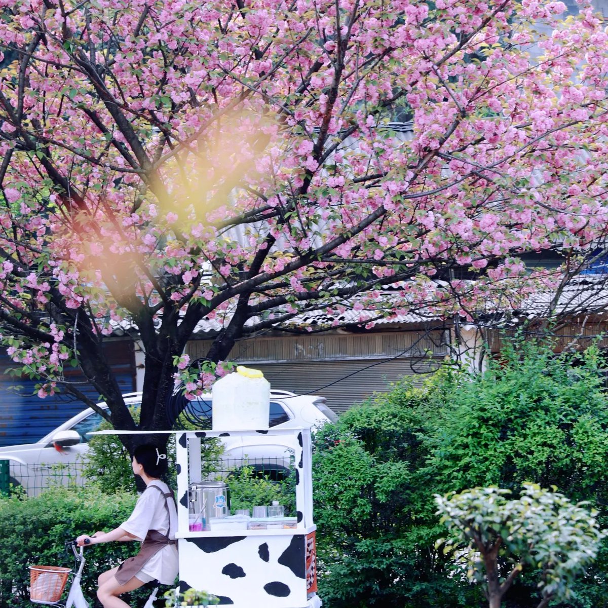 DiscoverGuizhou's tweet image. It's upon May!5⃣🈷️ Remember to keep the LAST spring-flower rendezvous with #Bijie when the Zhijin Tower🏯 is brightly adorned by the the blooming blossoms!🌸🌸🌸#Guizhou #SpringinChina #FlowersinGuizhou