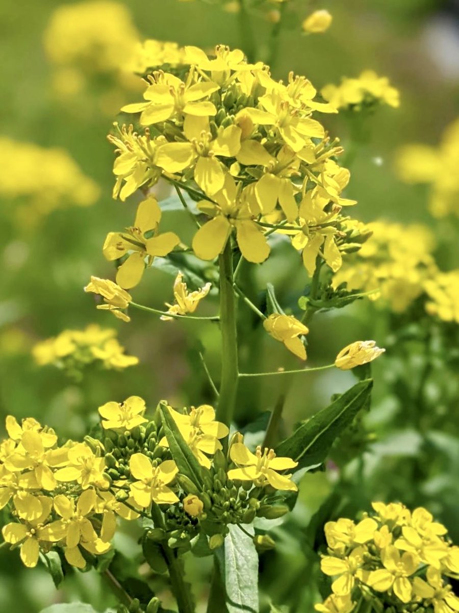 kawataru_j's tweet photo. #Ukraine marks the 37th anniversary of #Chernobyl disaster. On April 26th 1986, an explosion and fire occurred at the 4th power unit of the Chernobyl #NuclearPowerPlant.☢️

#RememberChernobyl #NeverAgain #Fukushima #disaster #radiation #radioactivecontamination #environment #USSR https://t.co/e1VqfaMcS7