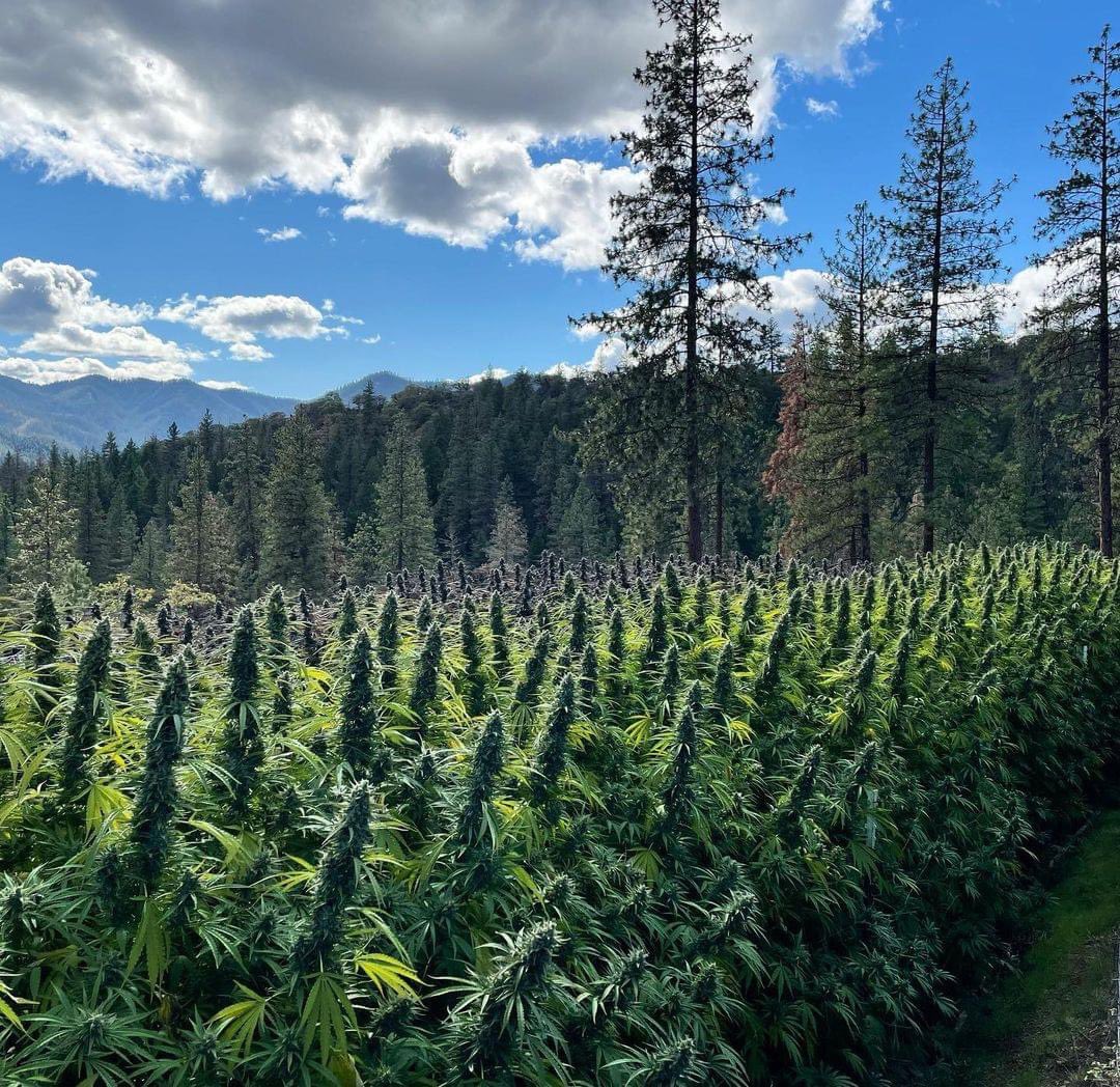 LCSAParty's tweet photo. Is that #Eden 
https://t.co/vGzj4Pbjc7 🌱🌿🪴🧡🇦🇺 https://t.co/hPmXK5SLBK