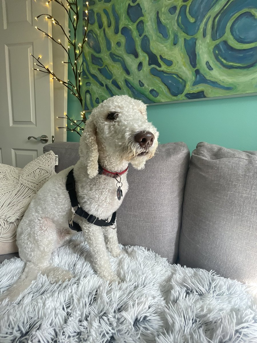 WillysClubhouse's tweet photo. Myla has a little lamb 🐑 named Wallace and his fur was so fricking soft! 🤍 #doggydaycare #dogboarding #dogwalking #dogs https://t.co/Fn7h5V8bxT