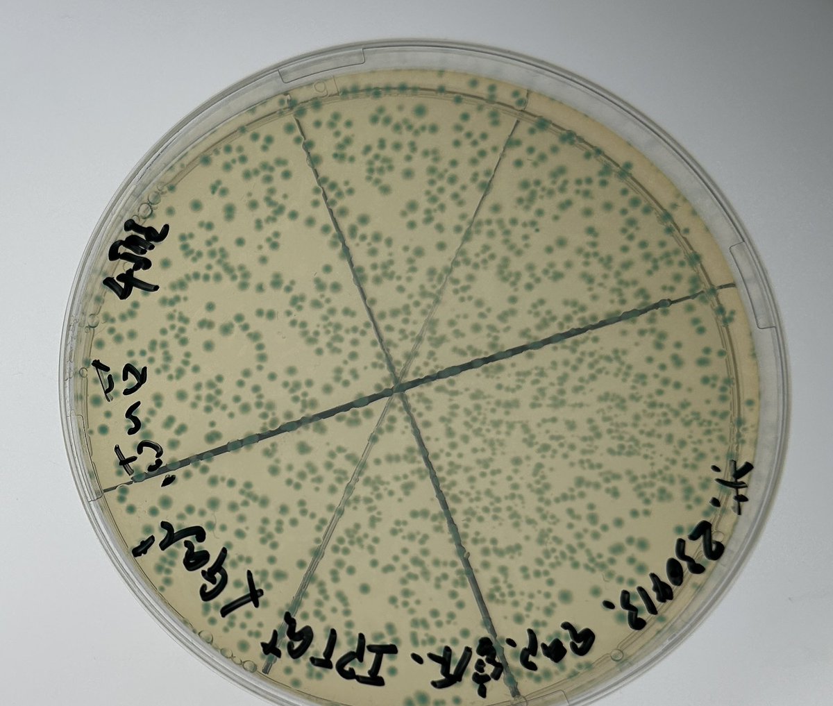 TTCbio's tweet photo. 今日のバイオ科は2年生は？

遺伝子工学実習です

今日は形質転換した大腸菌からプラスミドを抽出！
IPTGとXgalが入った培地で組換え���腸菌を培養すると、βガラクトシダーゼが発現してブルーコロニーになりました！

#遺伝子工学実習　#pUC19 https://t.co/3je69NiMVY