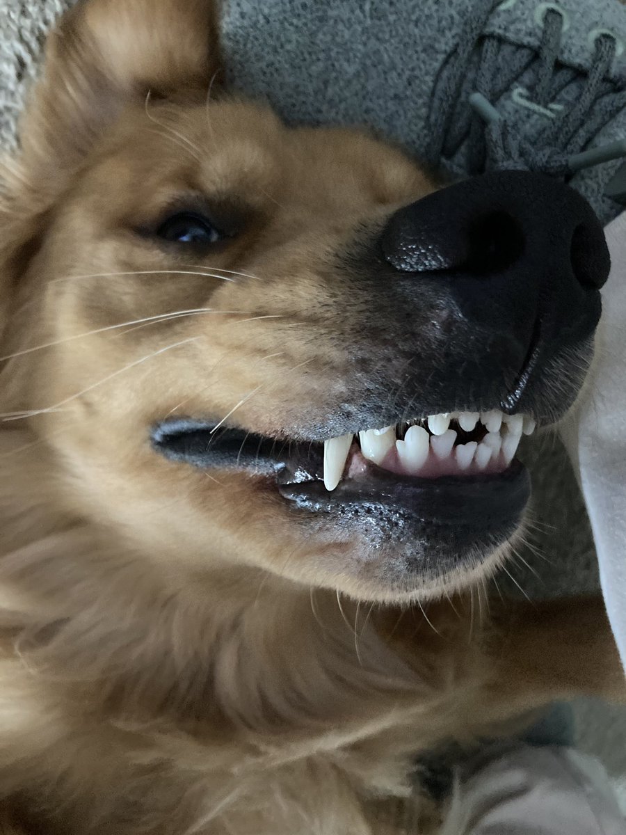 Nerak5Mas's tweet photo. What about #TeethOutTuesday or #ToothOutTuesday
Don’t worry. That’s how he smiles! https://t.co/naqetRdxCj