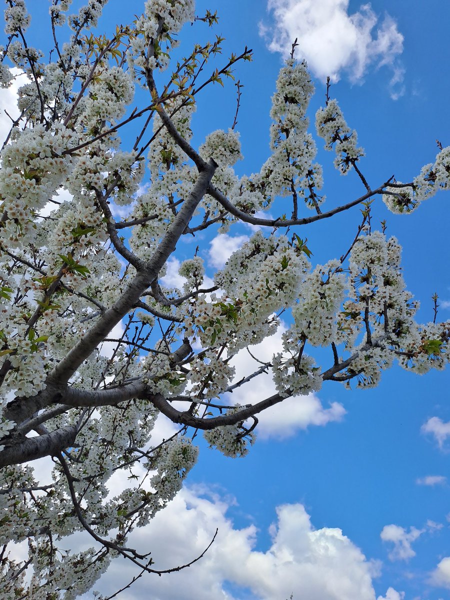 Çiçekler açar, bizde ağlarız...
Günaydın...