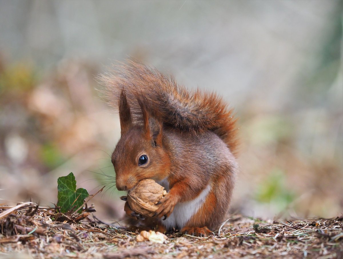 AndreassenLena's tweet photo. Lillemor having her lunch in the rain 😍 Happy Wednesday from  the Squirrels and me 😍

Jæren Norway April 2023 

@ThePhotoHour 
#Squirrels 
#NaturePhotography https://t.co/qFp89jgtbd