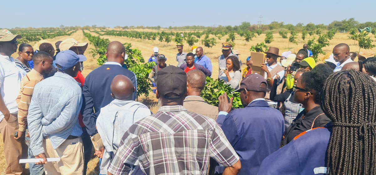 OnPointMedia4's tweet photo. Field Day at Zhovhe Citrus Estate Farm.
● Master Farmers Graduation
● Stocking the fish cages and Launch
● Livestock section and fisheries breeding cubicles
● Winter wheat Launch and sugar beans plot tour, Citrus field tour.
● Hay bailing Launch
24/04/23
#PASystemHire https://t.co/tkGSkbglOZ