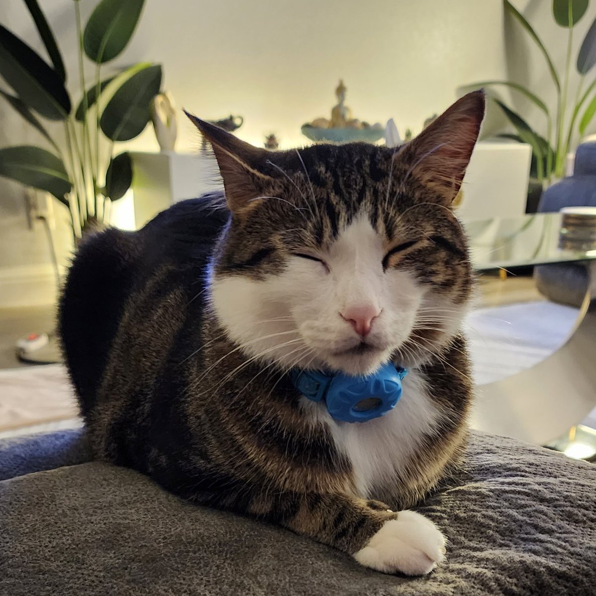 MeowKimchi's tweet photo. Sending love 💞 🥰😻
#CatsOfTwitter #Caturday #CatsAreFamily https://t.co/ZSDPD5KEIm