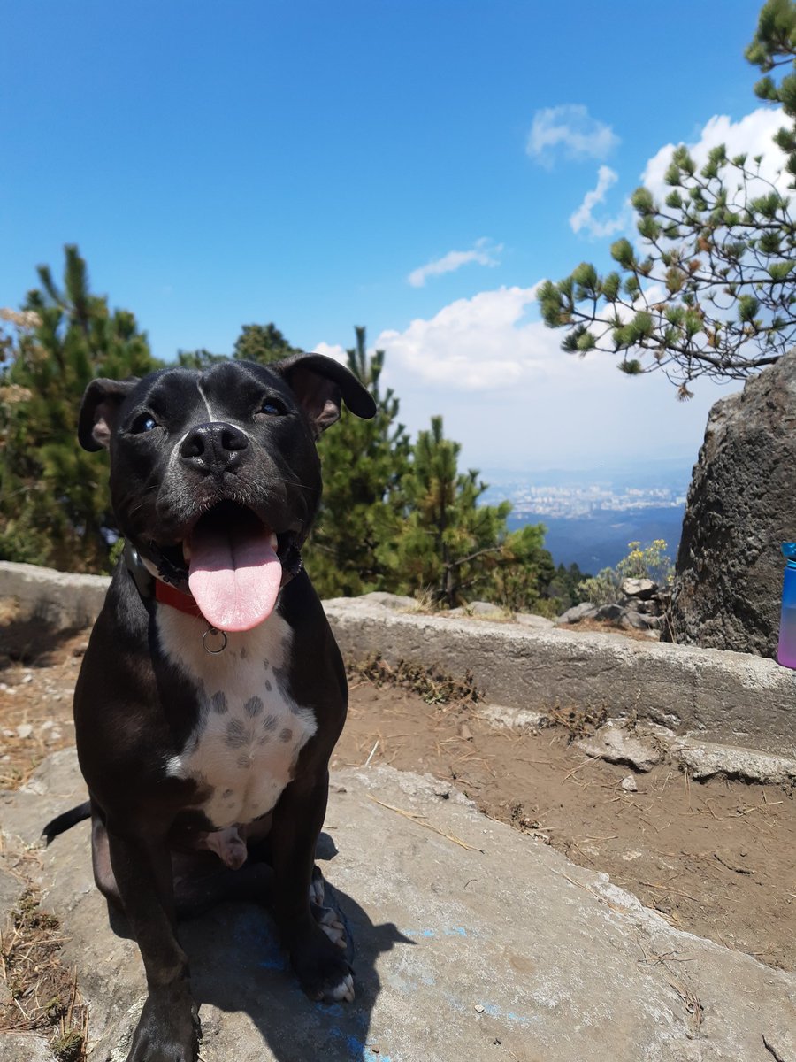 Edu_Florez's tweet photo. @Eldiamantenegro La felicidad de Galileo después de hacer un Hiking en el Cerro San Miguel en El Desierto de los Leones. Es un perro que al igual que su papá lo critican por gordo y glotón, pero le echamos ganas a la ejercitada....al menos una vez al mes. https://t.co/pjYUuWkrVn