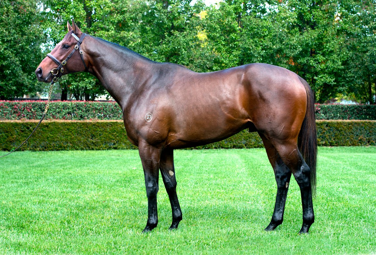anz_news's tweet photo. 💰️ FEE RELEASE

Ghibellines, the sire of Smokin' Romans will head the @WRLStud roster this season at $8,000 + GST 👌

He will stand alongside Raise The Flag ($6,000 + GST), Ancient Spirit ($7,000 + GST) and Gallant Guru ($2,000 + GST) 🙌 https://t.co/KTFWwjlz3P
