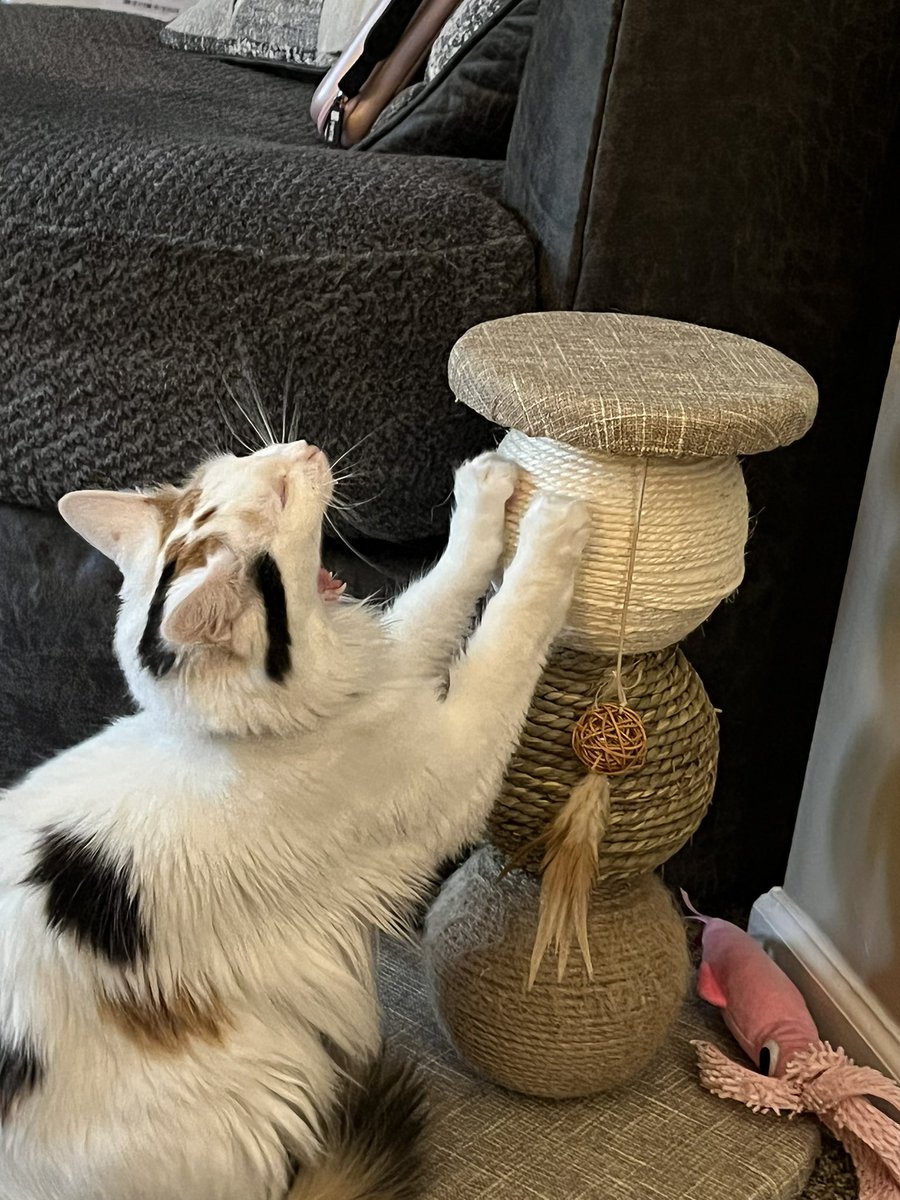 ToebeanBrigade's tweet photo. 🩷 Introducing Freyja! 🩷

🐾 AKA: Queenie Bee, Princess Freyja, Miss Ma’am, Crumplesnatch, Princess Pants, Smelly Lady, Scrunckle Queen, HBIC ( Head B*tch in Charge), Little Valkyrie, Hissy Missy and Miss Diva 🐾 https://t.co/1X2TQbYTLK