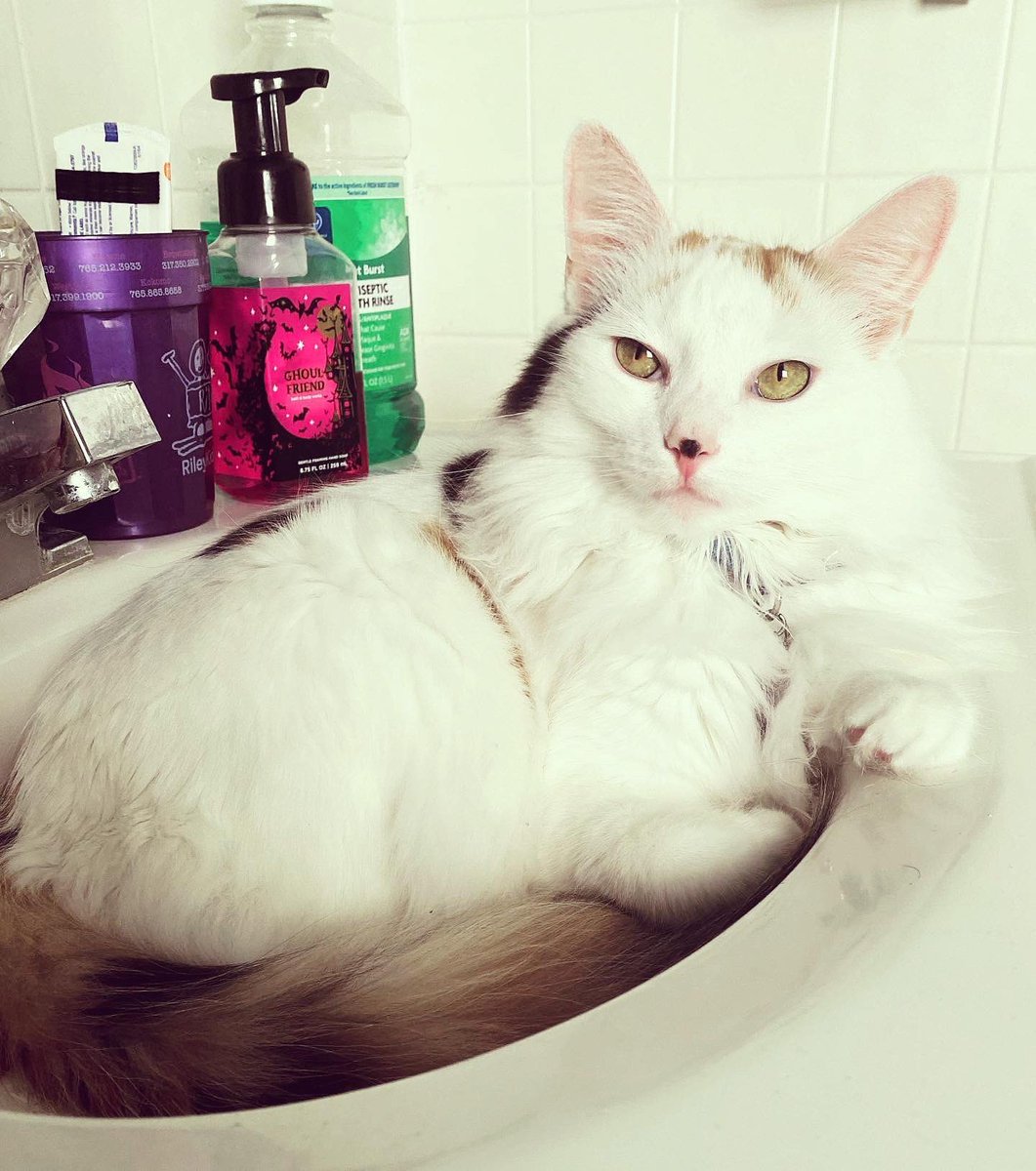 ToebeanBrigade's tweet photo. 🩷 Introducing Freyja! 🩷

🐾 AKA: Queenie Bee, Princess Freyja, Miss Ma’am, Crumplesnatch, Princess Pants, Smelly Lady, Scrunckle Queen, HBIC ( Head B*tch in Charge), Little Valkyrie, Hissy Missy and Miss Diva 🐾 https://t.co/1X2TQbYTLK