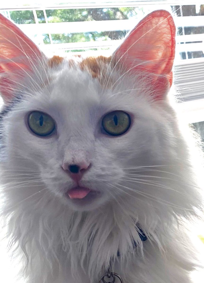 ToebeanBrigade's tweet photo. 🩷 Introducing Freyja! 🩷

🐾 AKA: Queenie Bee, Princess Freyja, Miss Ma’am, Crumplesnatch, Princess Pants, Smelly Lady, Scrunckle Queen, HBIC ( Head B*tch in Charge), Little Valkyrie, Hissy Missy and Miss Diva 🐾 https://t.co/1X2TQbYTLK