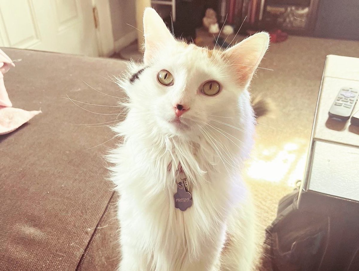 ToebeanBrigade's tweet photo. 🩷 Introducing Freyja! 🩷

🐾 AKA: Queenie Bee, Princess Freyja, Miss Ma’am, Crumplesnatch, Princess Pants, Smelly Lady, Scrunckle Queen, HBIC ( Head B*tch in Charge), Little Valkyrie, Hissy Missy and Miss Diva 🐾 https://t.co/1X2TQbYTLK