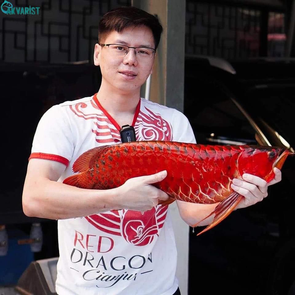 Akvaristbilgi's tweet photo. 💥💥 Super Red Arowana 💥💥
.
.
#arowana #arwana #aquarium #monsterfish #arwanasuperred #fish #arowanafish #arowanasuperred #arowanaindonesia #arwanaindonesia #predatorfish #monsterfishkeepers #arowanaclubindonesia #ikanhias #superred #ikanarwana #asianarowana #keşfet https://t.co/foUR2VOuy4