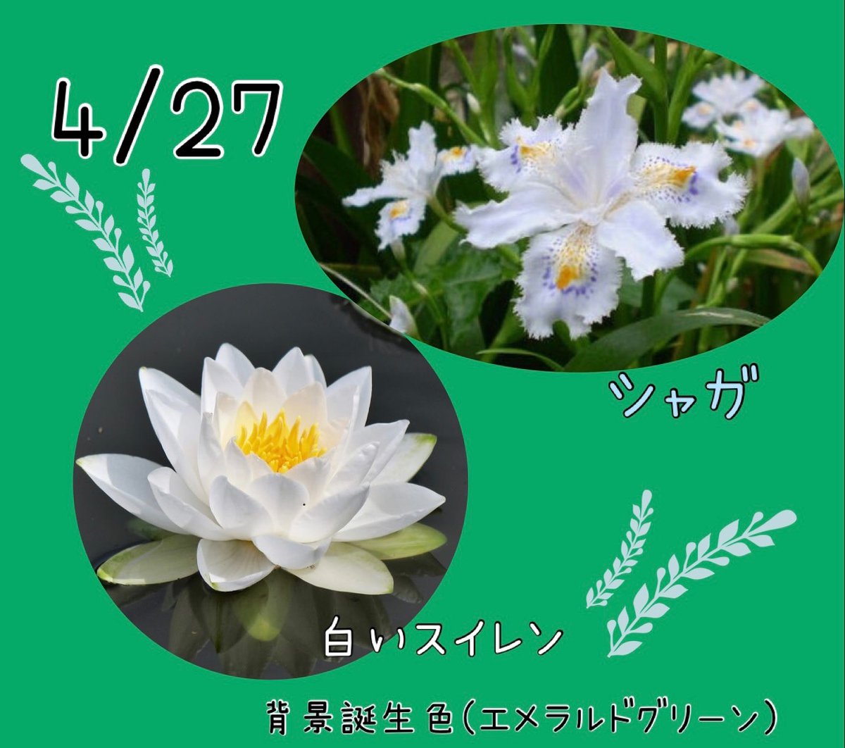 riru_0x0's tweet photo. 𝐺𝑜𝑜𝑑 𝑚𝑜𝑟𝑛𝑖𝑛𝑔︎ ☕️🍃
4/27の #誕生花 は
「シャガ」反抗、友人が多い
「白いスイレン」清純な心、信頼、信仰
#誕生色 は「エメラルドグリーン」#00A968
人生、経験、鍰錬
夢を求め、挑戦する人 https://t.co/hr3MChduXl