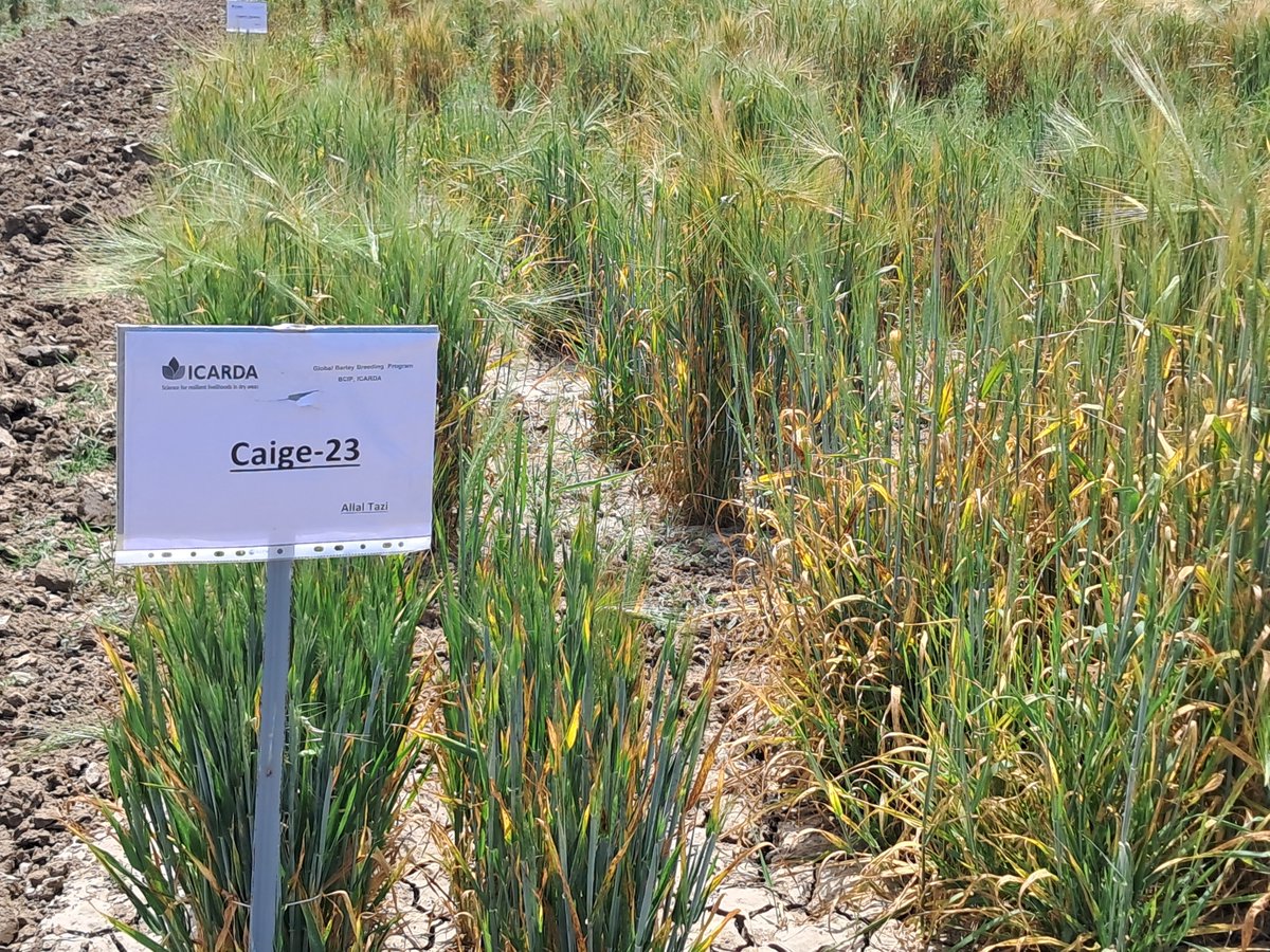 caigeproject's tweet photo. @ICARDA, Morocco- CAIGE Barley tour 16th-21th April https://t.co/uA7rquKKir